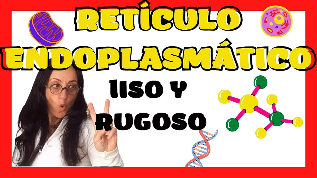 Retículo endoplasmático [RUGOSO y LISO] ?▶ Estructura y función